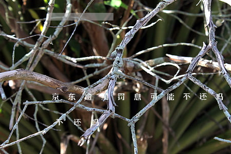 京东逾期罚息可能不还吗(京东逾期罚息可能不还吗)