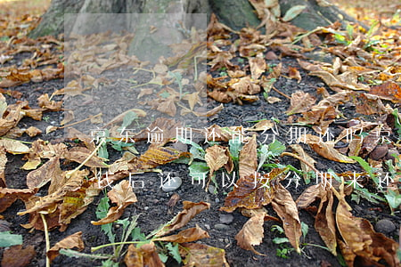 京东逾期还能分期还吗(京东金融逾期几天还钱后,还可以按分期来还吗)