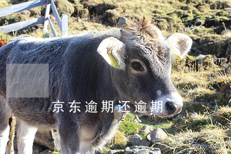 京东逾期还逾期