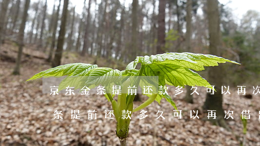 京东金条提前还款多久可以再次借-京东金条提前还款多久可以再次借出来