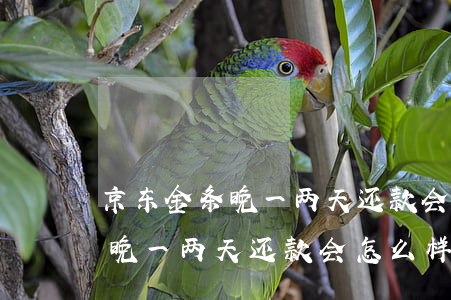 京东金条晚一两天还款会怎么样-京东金条晚一两天还款会怎么样吗