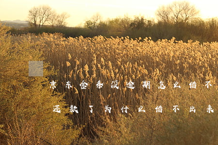 京东金条没逾期怎么借不了(京东金条没逾期还款了为什么借不出来)