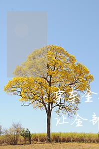 京东金条还款单天算不算逾期(京东金条逾期让全部还清,第二天还可以吗?)