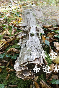 京东金条逾期12天有什么影响吗-京东金条逾期12天有什么影响吗知乎