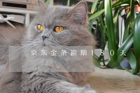 京东金条逾期180天