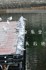 京东金条逾期20天后还款(京东金条逾期2天后还了影响贷款么)