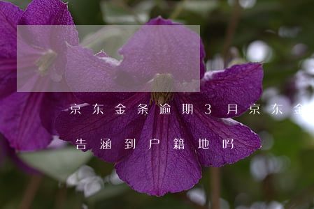 京东金条逾期3月(京东金条逾期3月会寄通告涵到户籍地吗)