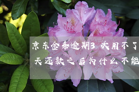 京东金条逾期3次用不了了 京东金条逾期两天还款之后为什么不能用了