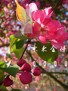 京东金条逾期一个月会怎样(京东金条逾期10000一个多月会怎么样)