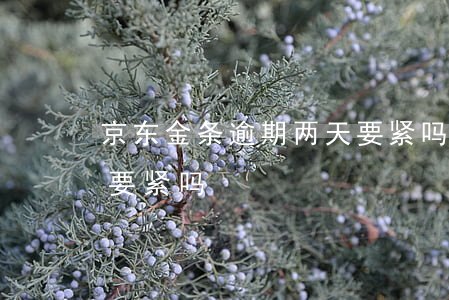 京东金条逾期两天要紧吗(京东金条逾期两天要紧吗)