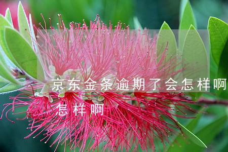 京东金条逾期了会怎样啊(京东金条逾期了会怎样啊)