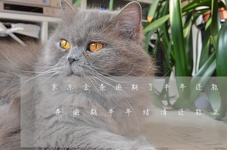 京东金条逾期了半年还能开分期吗-京东金条逾期半年,结清还能正常使用吗
