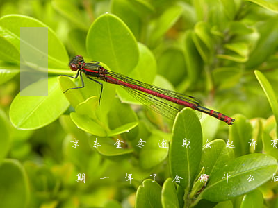 京东金条逾期会起诉有什么影响(京东金条逾期一年了会有什么后果?)
