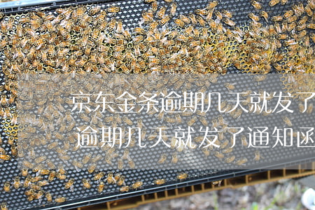 京东金条逾期几天就发了通知函-京东金条逾期几天就发了通知函怎么办