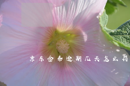 京东金条逾期几天怎么罚