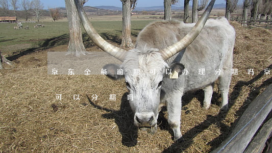 京东金条逾期可以办理分期吗(京东金条到期可以分期吗)