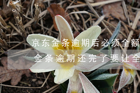 京东金条逾期后必须全额还款吗(有没有京东金条逾期还完了要让全部还款的)