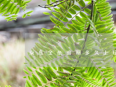 京东金条逾期多久上征信走流程-