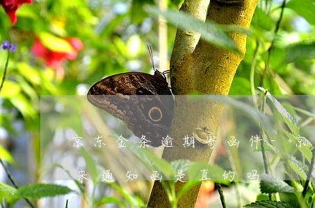 京东金条逾期寄函件-京东金条逾期短信发来通知函是真的吗