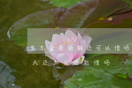 京东金条逾期还可以借吗(京东金条逾期了几天 还上后 还能借吗?)