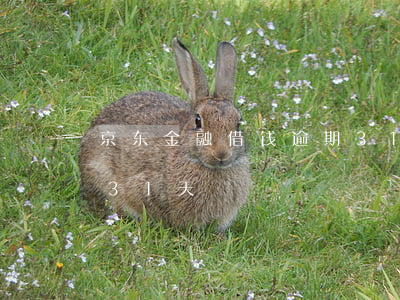 京东金融借钱逾期31天(京东金融借钱逾期31天)