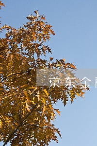 京东金融四天逾期(京东金融四天逾期)