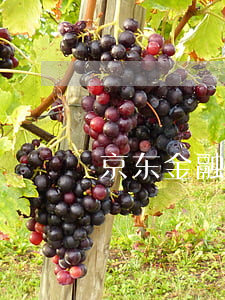 京东金融多次逾期 京东金融多次逾期