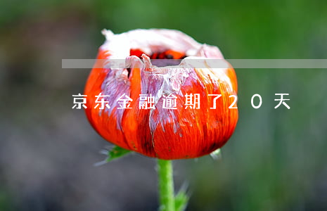 京东金融逾期了20天