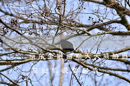 京东金融逾期天天威胁恐吓我 京东金融天天发短信说要起诉