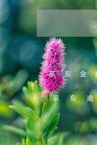 京东金融逾期花呗还能用嘛-花呗逾期了和京东逾期,哪个影响最大