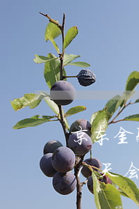 京东金融金条逾期了(京东金融金条逾期了31天会到家里吗)