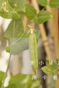 京小貸跟法人信用卡有逾期(京小貸跟法人信用卡有逾期)