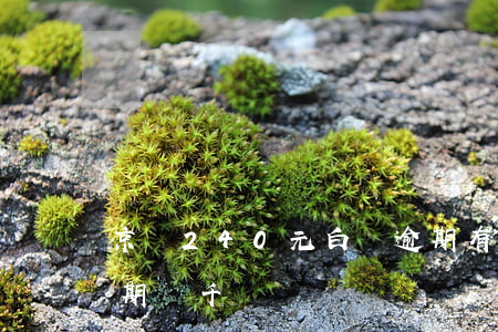 京東240元白條逾期有何后果(京東白條逾期兩千塊)