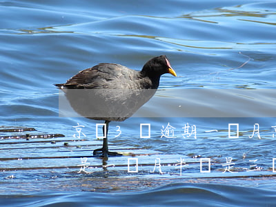 京東3萬逾期一個月(京東一般逾期多長時間是一個月半還是三個月)