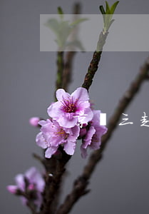 京東三起訴訟案(京東三起訴訟案)