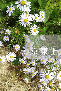 京東上面借錢逾期了(京東借款超期怎么辦)