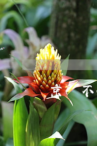 京東不分期免息(京東不分期免息)