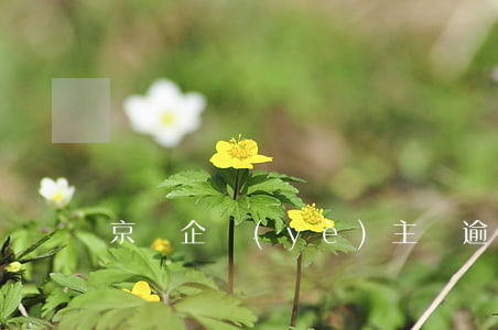 京東企業(yè)主貸逾期后怎么扣款