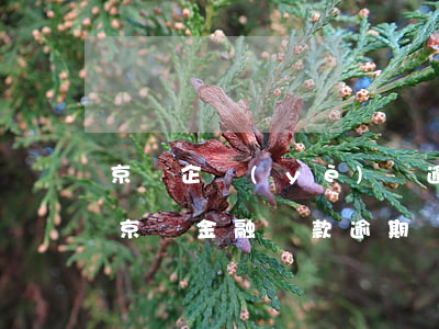 京東企業(yè)貸逾期會(huì)怎樣(京東金融貸款逾期還款1天會(huì)不會(huì)影響信用)