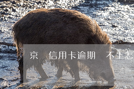 京東信用卡逾期還不上怎么處理