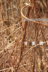 京東借款多久算逾期(京東借款多久還)
