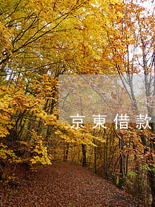 京東借款逾期4天(京東借款超期怎么辦)