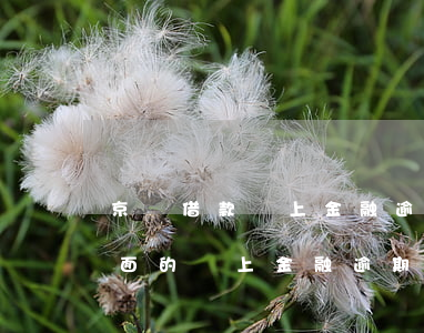 京東借款馬上金融逾期怎么辦-京東金融里面的馬上金融逾期了會怎么樣