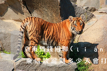 京東借錢招聯(lián)逾期了怎么還(京東借款逾期多少天會打家里電話催收)