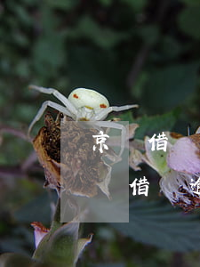 京東借錢逾期21天,之后還了,就不能再借（京東借錢逾期60天）