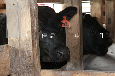 京東停息掛賬申請條件