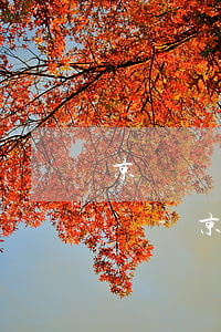 京東優(yōu)分期提前還款還有服務費嗎-京東優(yōu)分期提前還款還有服務費嗎是真的嗎