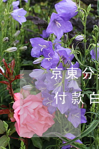 京東分期付款白條怎么還款方式-京東分期付款白條怎么還款方式呢