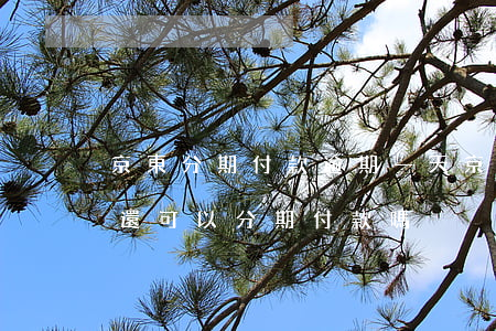 京東分期付款逾期一天(京東金融逾期兩個月還可以分期付款嗎)