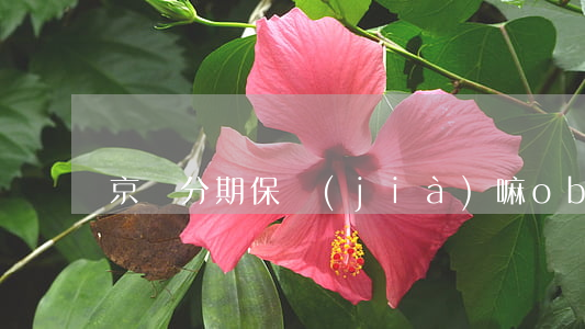 京東分期保價(jià)嘛(obdlink)